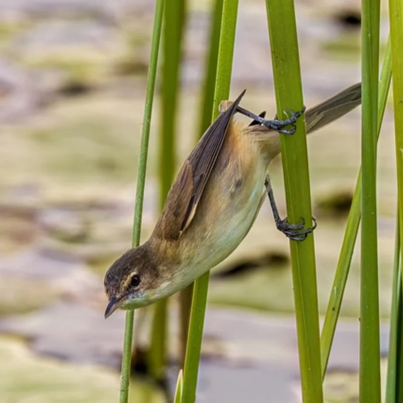 

Батарейная пластина из углеродного волокна для Tamiya TT02 TT-02 TT02B TT02T 1/10, детали для обновления радиоуправляемого автомобиля, аксессуары