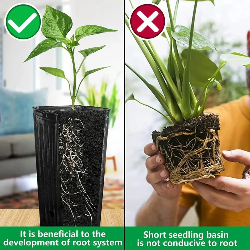 10/25 sztuk pędy drzew doniczk – Aloe Vera Pot recenzja i cena