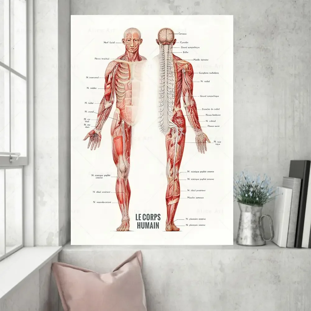 Scandinavian Simple Wall Art French Human Muscle Bodybuilding Anatomy Canvas Poster Prints Home Bedroom Living Room Decoration