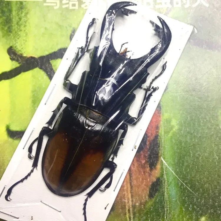 

Real Scorpion Shovel Beetle Specimen Insect DIY Crafts Home Decoration Teaching Relationship Home Decor