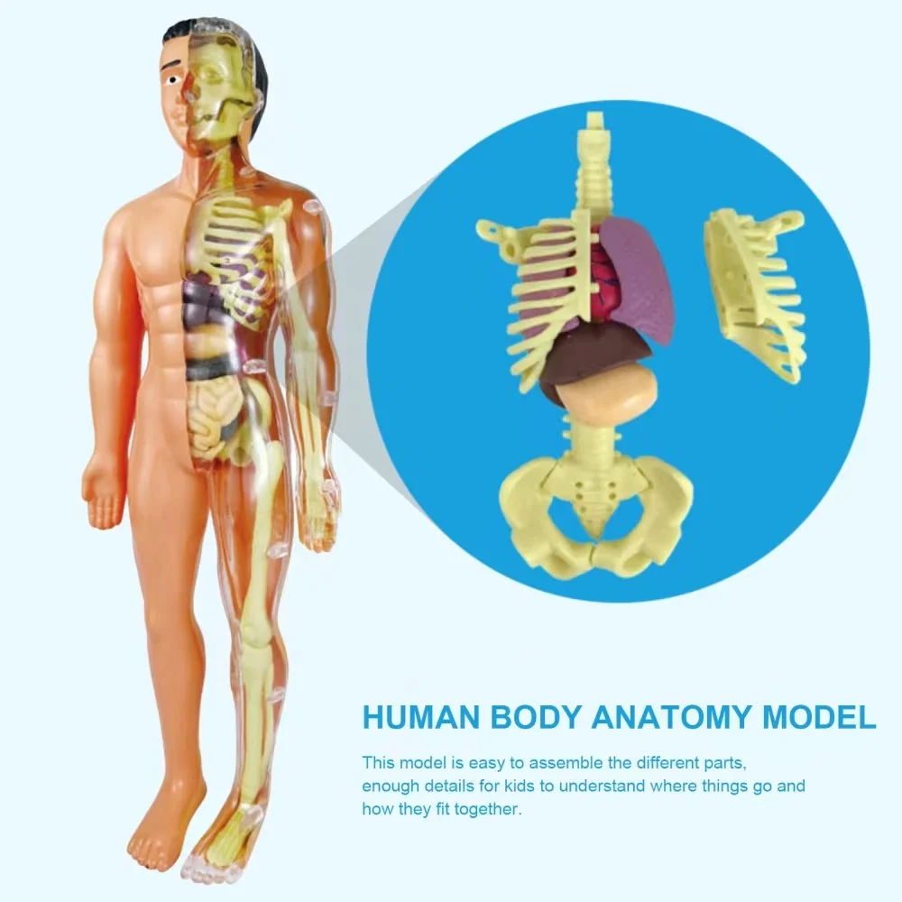 Educational Toys 3D Body Puzzle STEM Toys Human Body Model for Kids 8+