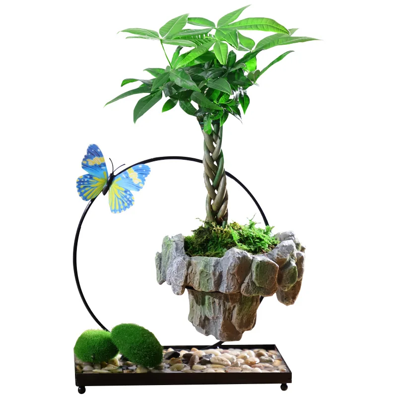 Facai Tree Nantianzhu Mizhu Bryophyte Green plants potted in the living room Office Small leaf rosewood potted landscape