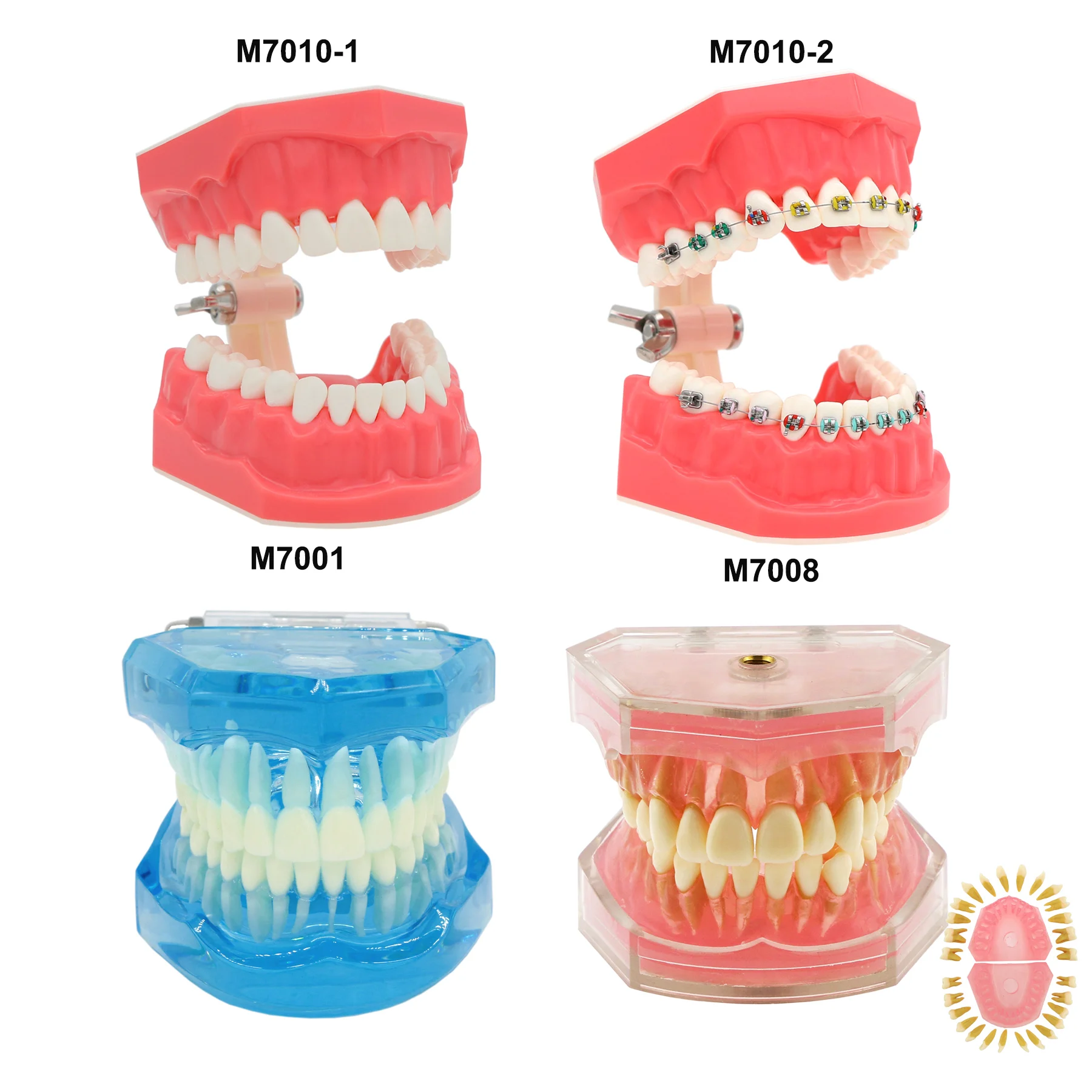 Modello di denti dentali modelli di insegnamento dentale modello di impianto dentale rimovibile modello di odontoiatria denti per l\'allenamento