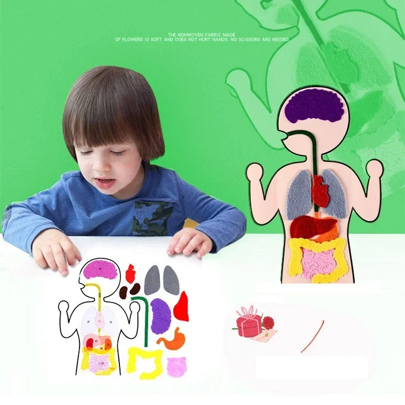 Biology Teacher Accessories DIY Organ Teaching Aids Scholar Kit Home School Biological Science Educational Toys for Children