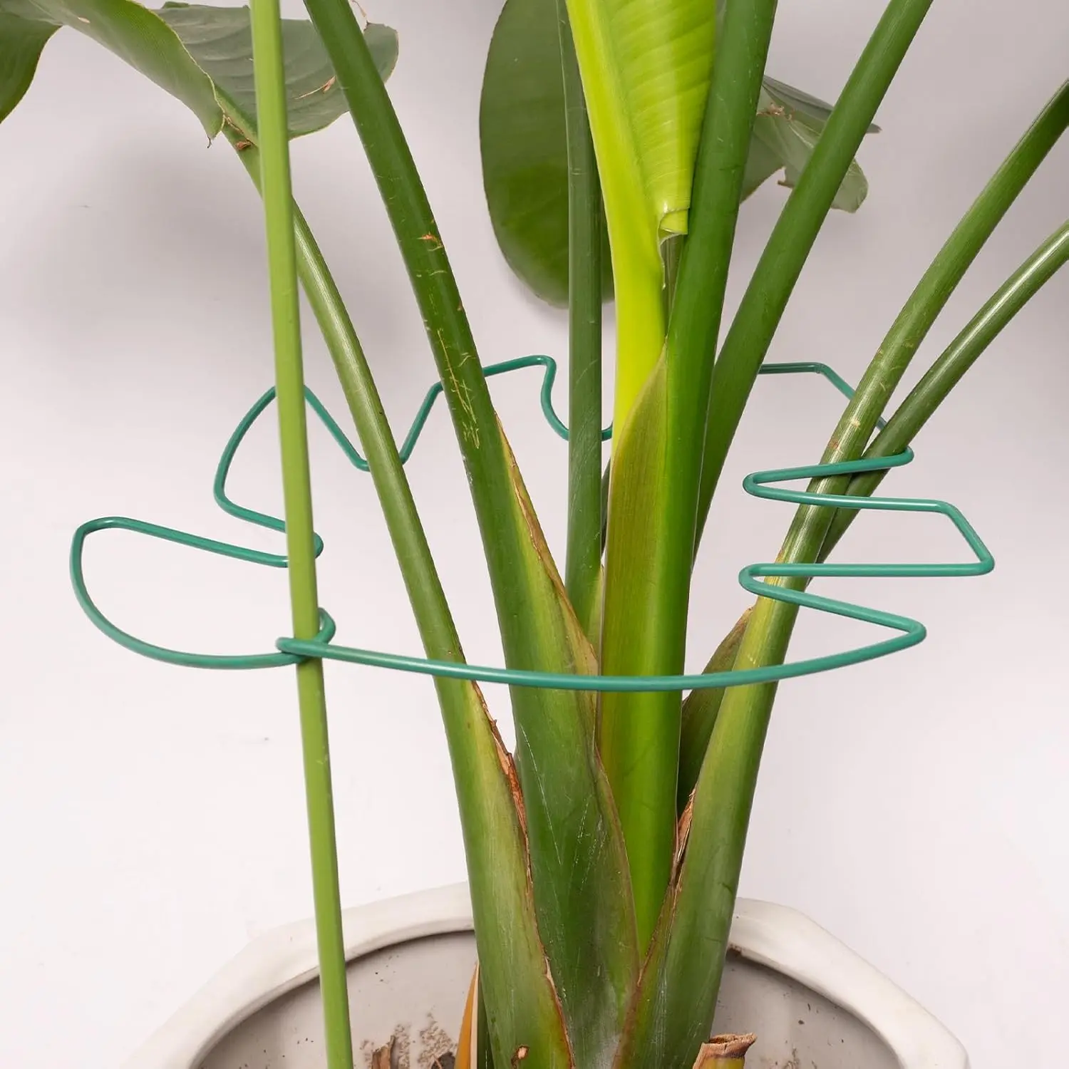 

Набор из 5 опор для вьющихся растений, 9x7,6 дюймов, прочный садовый инструмент, идеальный подарок для любителей растений