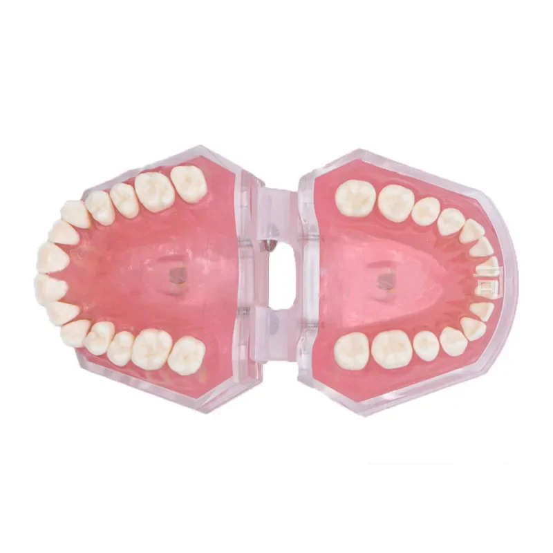 1:1 Life Size Dental Model Teeth Model Dental Teaching Model Standard Model Teeths Demonstration Soft Hard Gum Dental Instrument