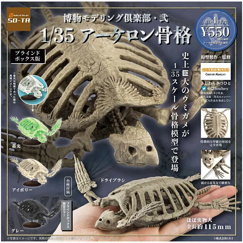 SO-TA Original Gashapon Capsule Toys Figure Kawaii Cute Museum 1/35 Sea Turtle Skeleton Bone Miniature Figurine