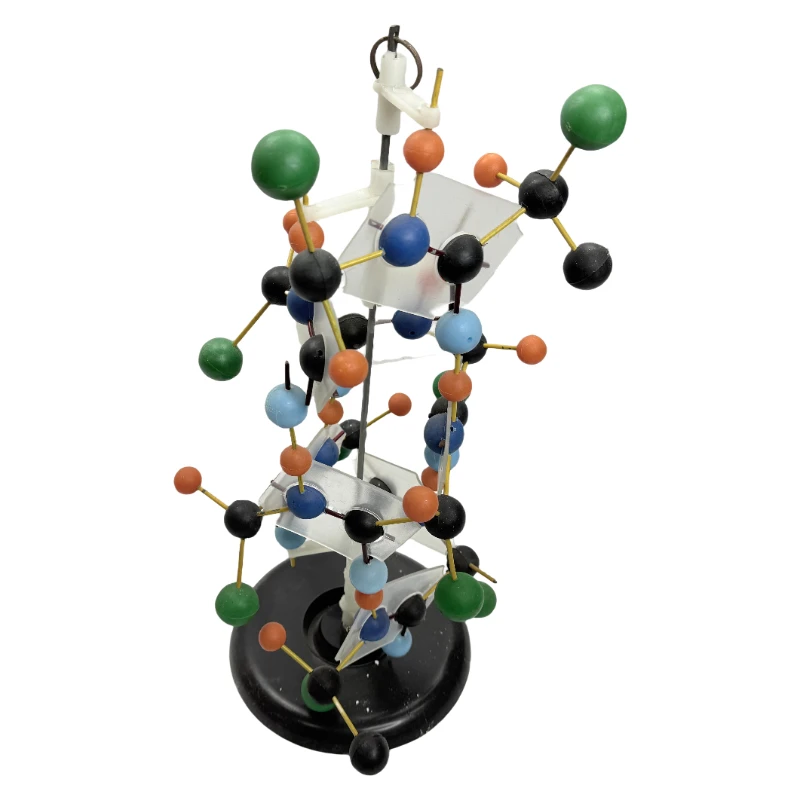 RNA Structure Model Biological Instrument School Teaching Equipment
