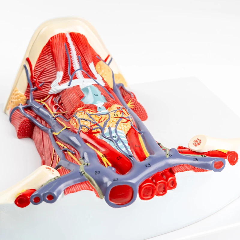 Human Organ Anatomy Model Arteriovenous Neck Model - Local Anatomy of Cervical Anterior Muscle model