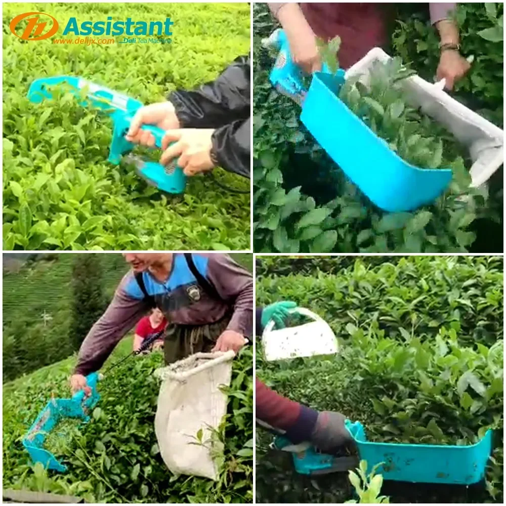 DL-4CD-35 DELI battery operated electric tea harvest machine with lithium battery cutting width 350mm tea plucking machine image 2