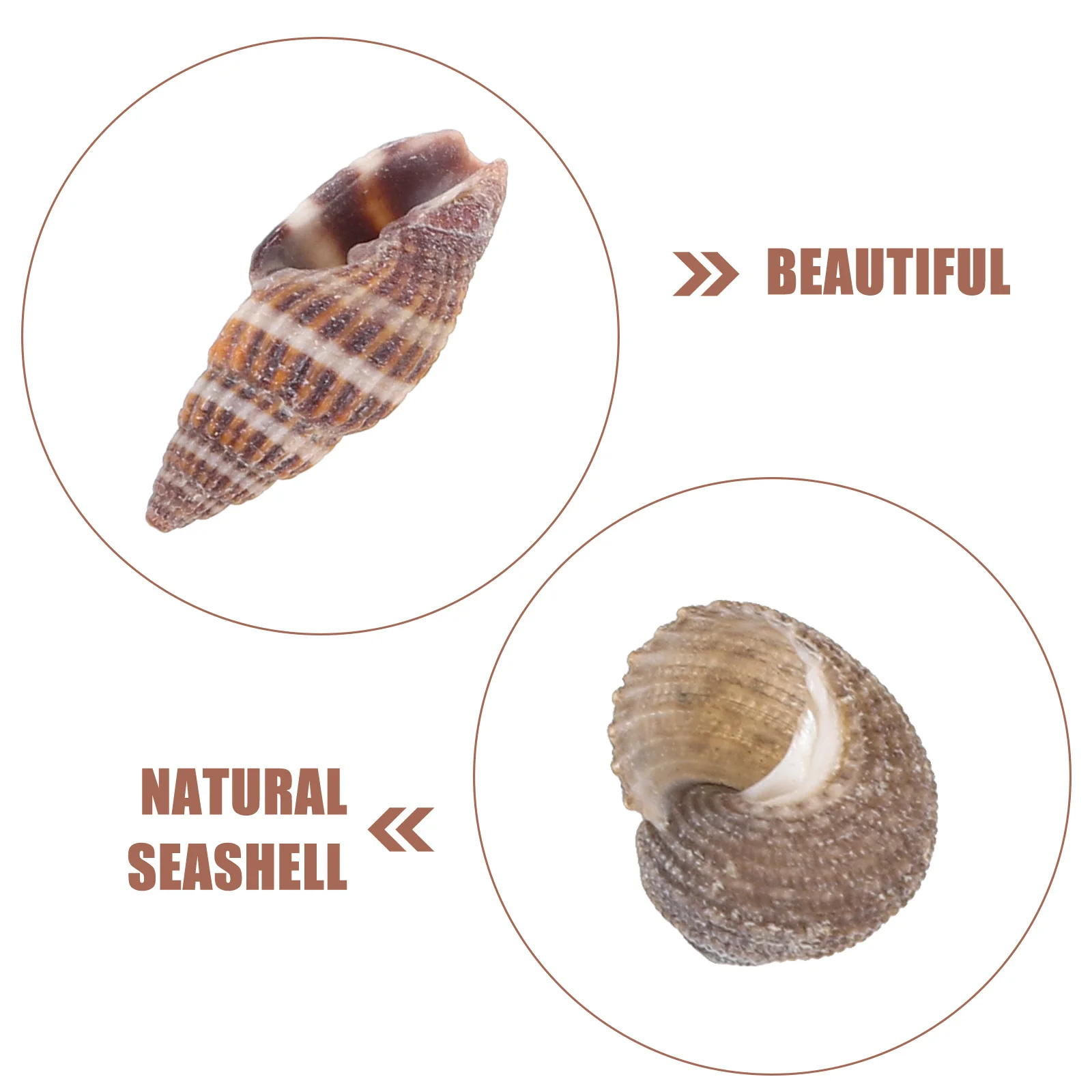 

Seashells Conch Landscaping Vase Decor Mini Seashells Fish Tank Decorations Beach Shells DIY Craft Natural Home Living Room