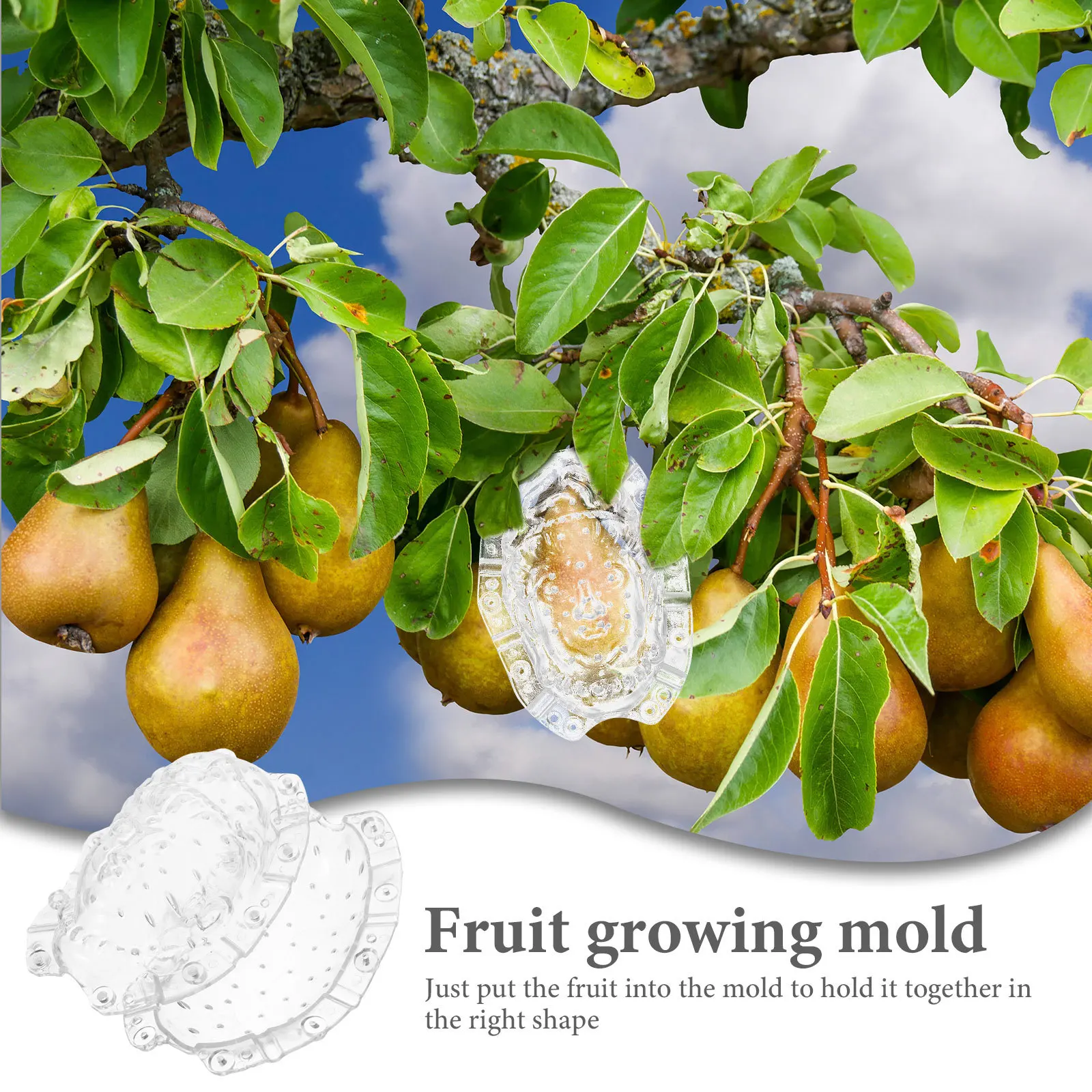 

Fruit Accessory Shaping Mold Easy to Operate for Outdoor Long-Term Use in Yard Fruit Growing Mold Vegetable DIY Molds