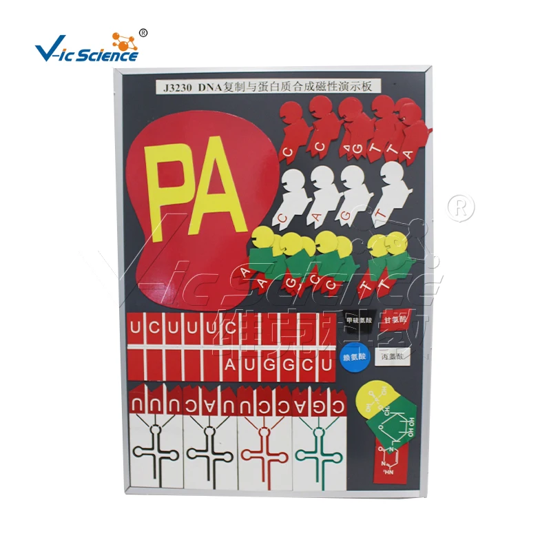 Demonstration model for protein synthesis