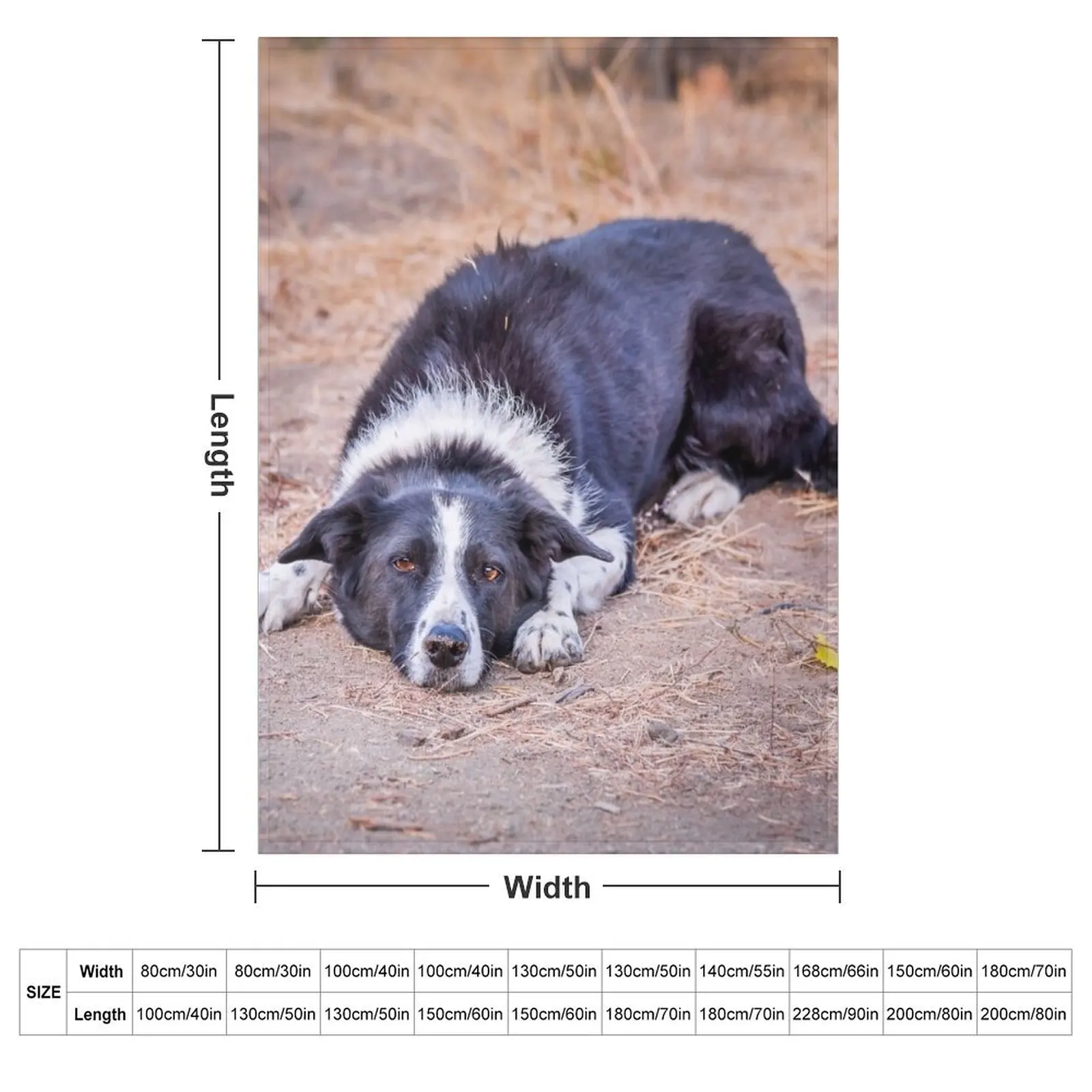 Cute Border Collie Lying on Ground Throw Blanket couch cozy soft plush fuzzy picnic outdoor blanket
