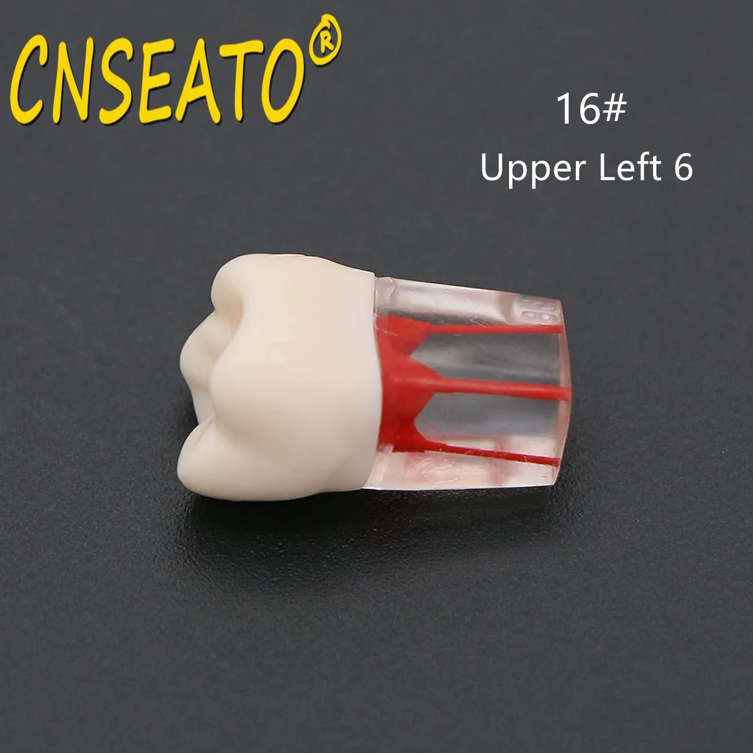 10Pc Dental Tooth Model Endodontic Root Canal Block RCT Practice Pulp Cavity Dentistry Replace Resin Teeth Endo Training Student