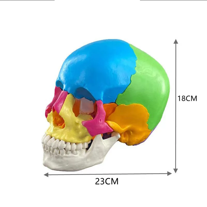 1:1 22Parts Lifesize Disassembled Skull Head Anatomy Model Removable Medical Anatomy Teaching Models Anatomical School Supplies