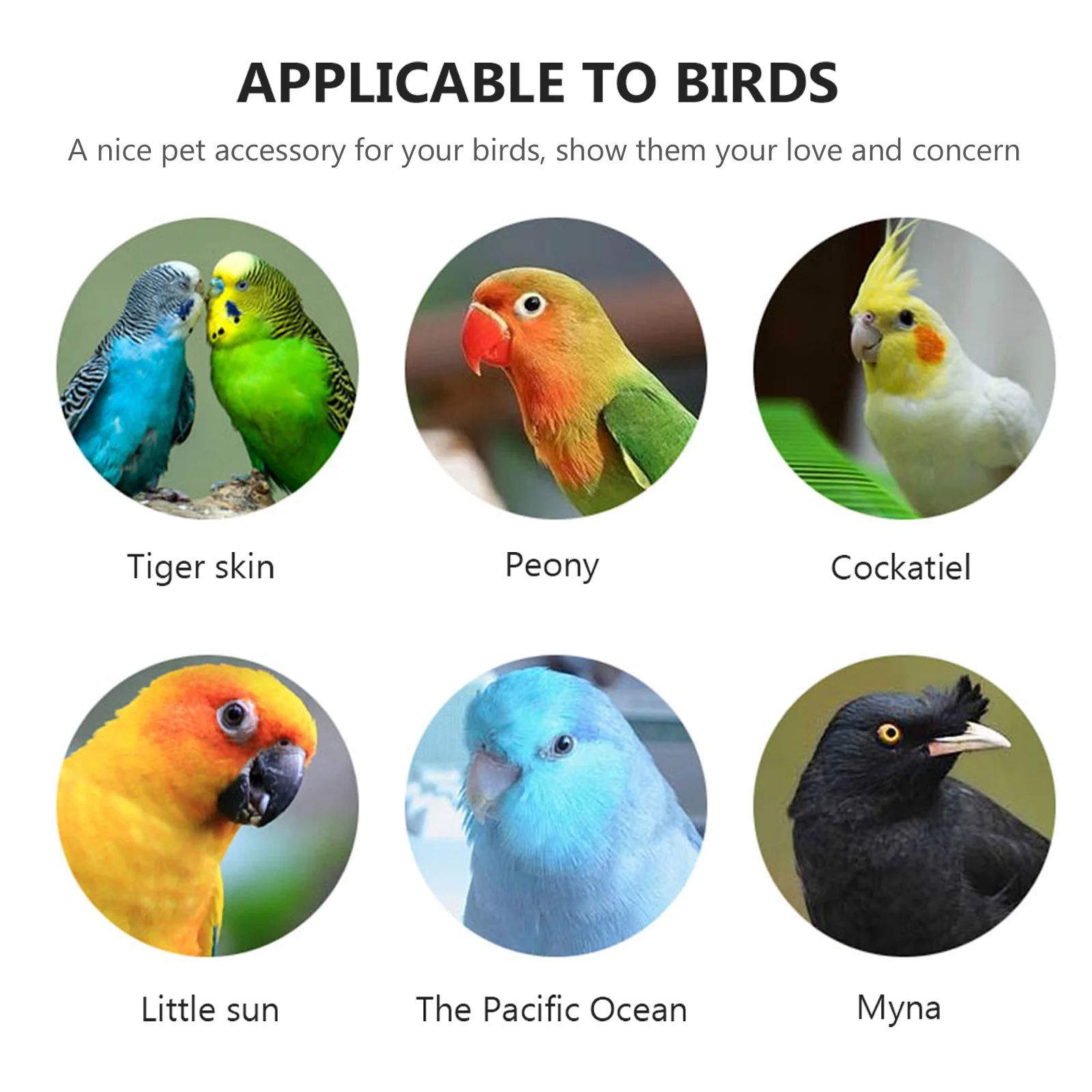 

Puppy Collars Bird Anti Bite Elizabethan Cone Parrot Recovery Neck Protector Full Pet Supplies