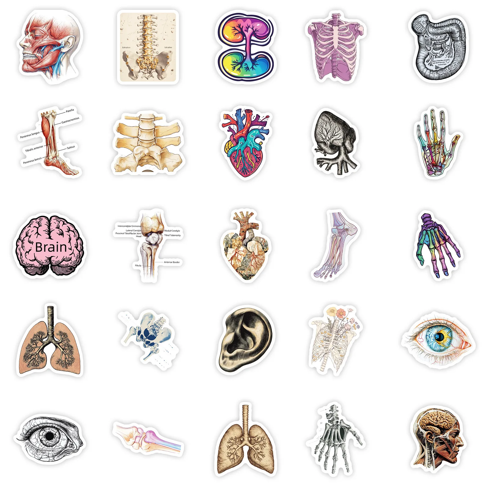 10/50 قطعة الأعضاء البشرية الكتابة على الجدران ملصقات التفكيك الرسم البياني الكرتون الأحياء DIY بها بنفسك الثلاجة الأمتعة المحمول الغيتار الدراجة ملصق لعبة