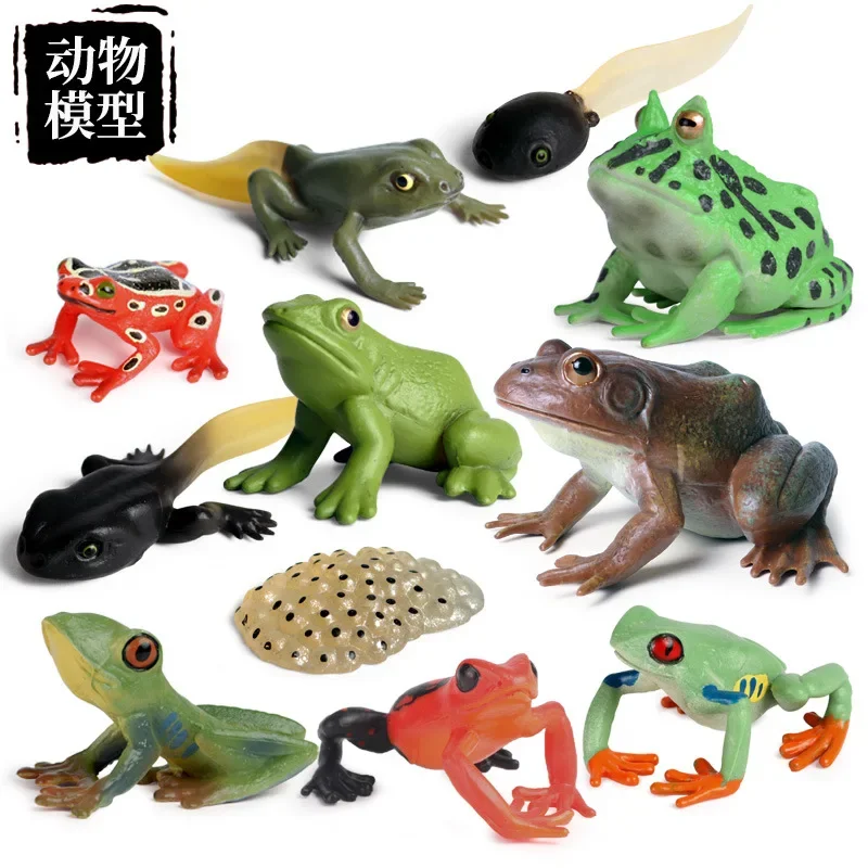 Life Cycle Stages Action Figures Simulation Amphibian Animals Model Frog Tadpole Bullfrog Toad Collection Educational Toys Gifts