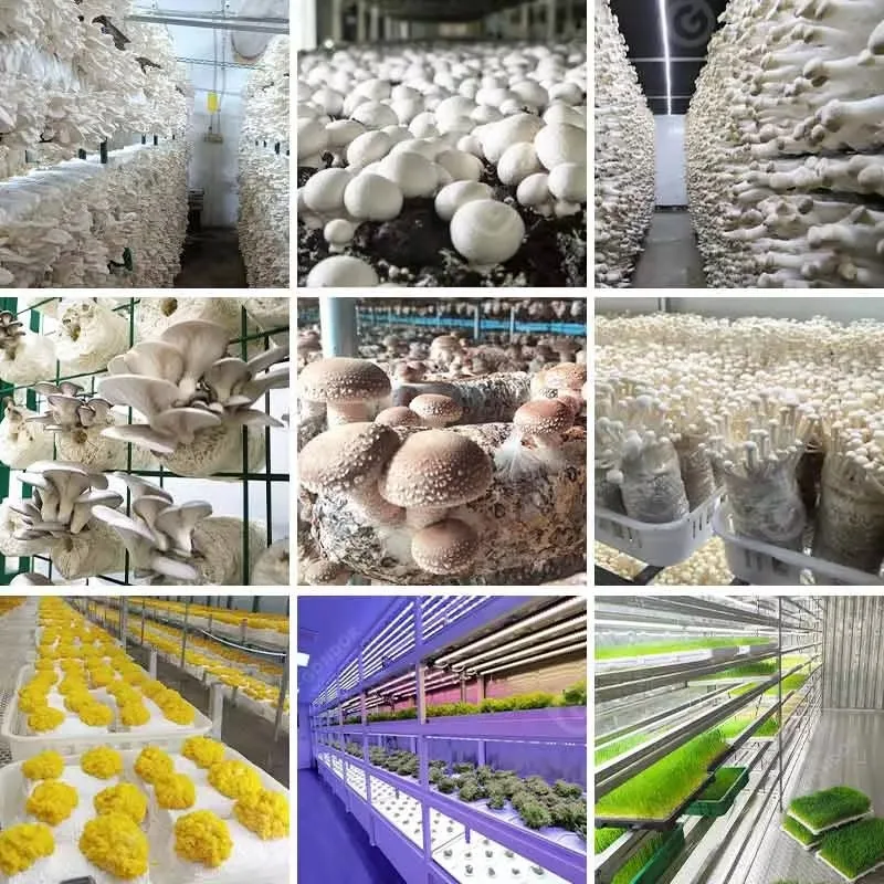 20ft 40ft Container Barley Fodder Growing System Automatic Hydroponic Feed Production Room for Cattle Sheep Farm