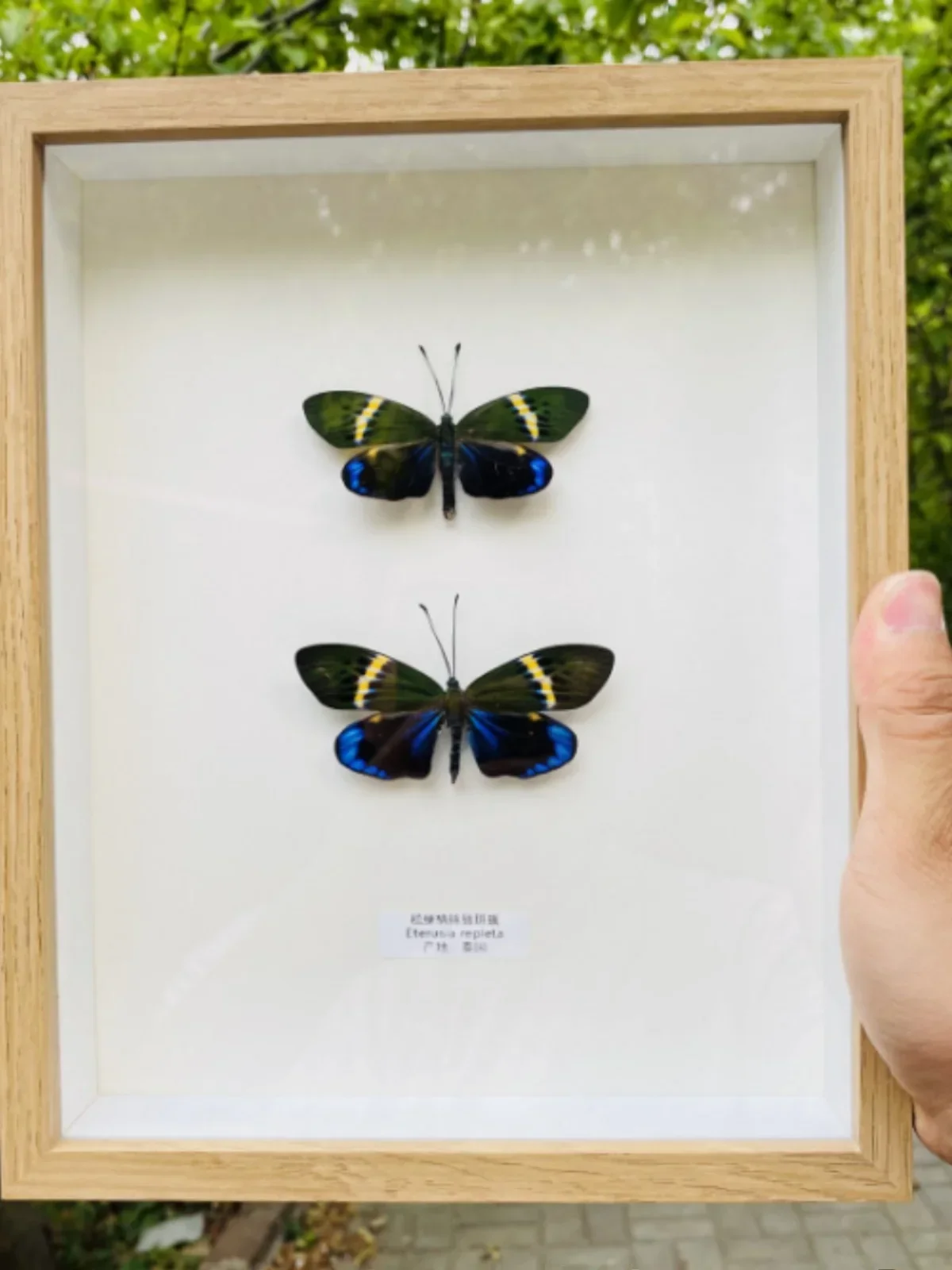 

Образец настоящих крыльев бабочки мотылька - Филосомия Синтия Уокер и фетра, не раскладывающаяся для украшения дома, биологическое обучение и