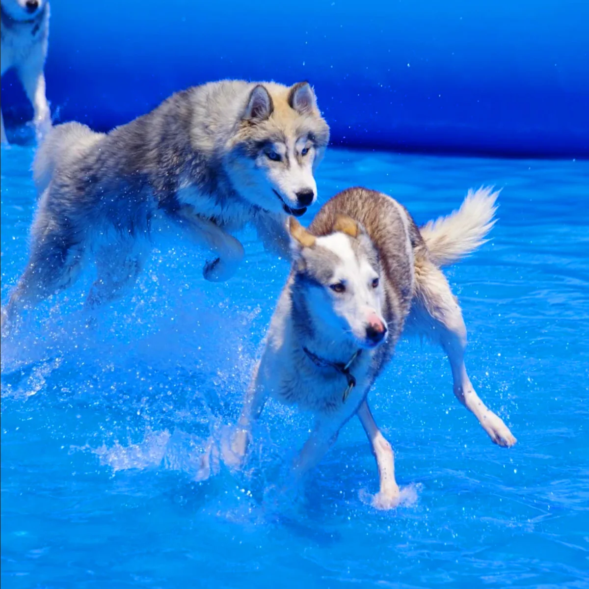 Pet Airtight Inflatable Swimming Pool, Outdoor Yard Dog Bathing Large Blow up Tank Inflatable Bath Tub for Dogs / Person