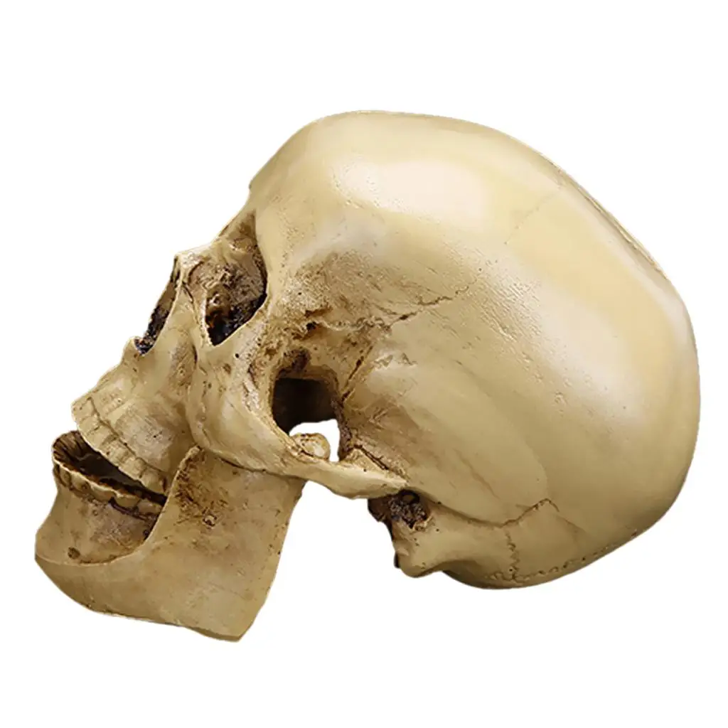 Human Skull Ornament Resin Craft Collectible Crown Figurine for Mardi Gras Party Tabletop Display