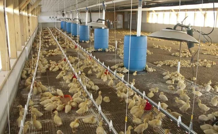 Poultry Infraconic Radiant Brooder Umbrella Heater Heater