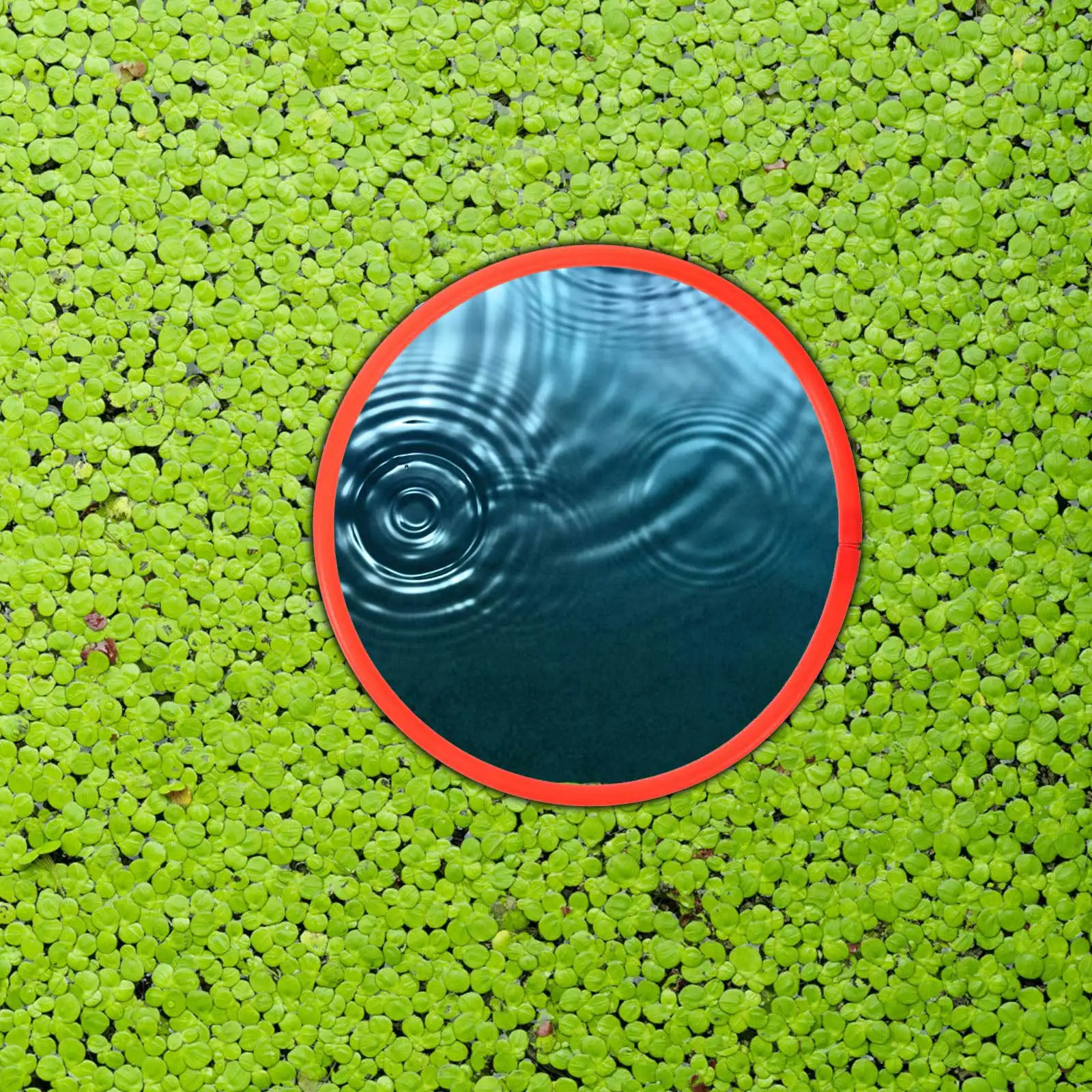 Anillos flotantes para plantas para acuarios, diseño de plástico estable, fácil acceso a plantas, anillos para plantas, alimentador de peces, 6 uds.