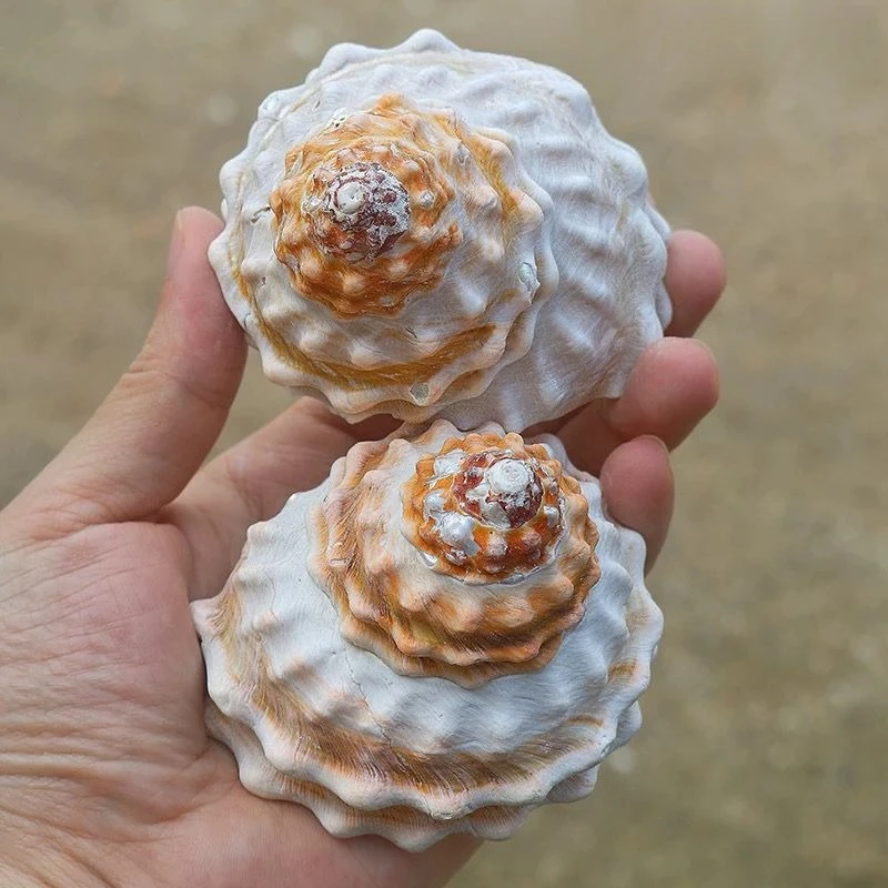 Natural Large Shell Conch Wave Edge Tower Conch Starfish Specimen Fish Tank Landscaping Gift Window Home Ornament No Dyeing