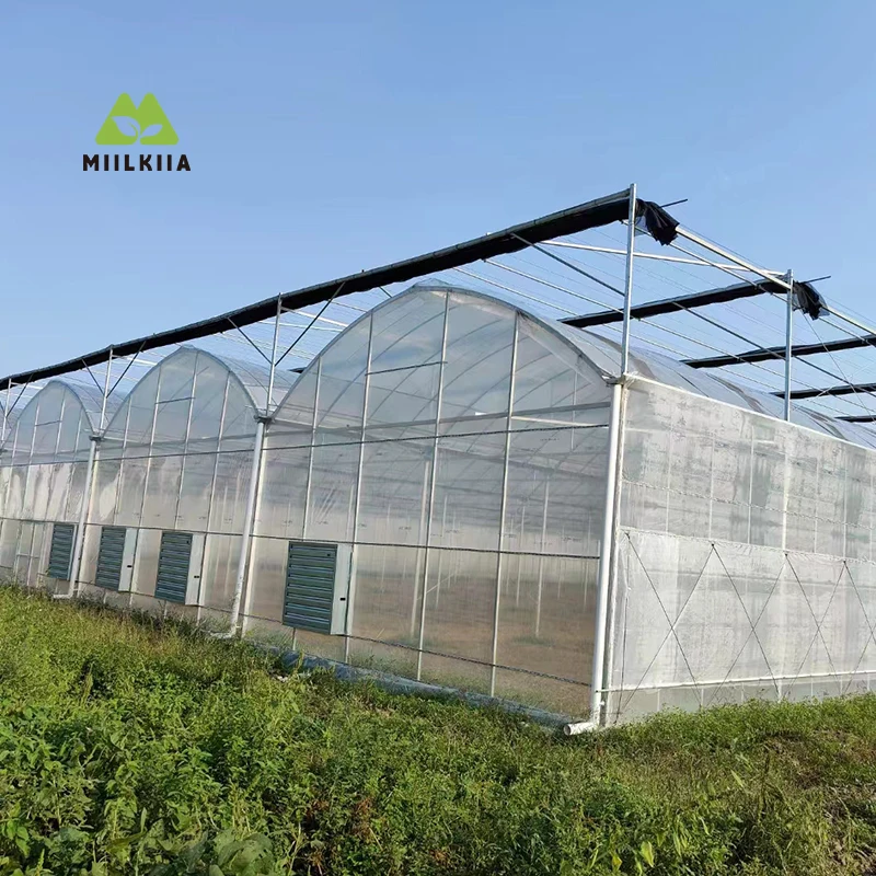

Customized Durable Multi-Span Film Greenhouse for Vegetables and Flowers