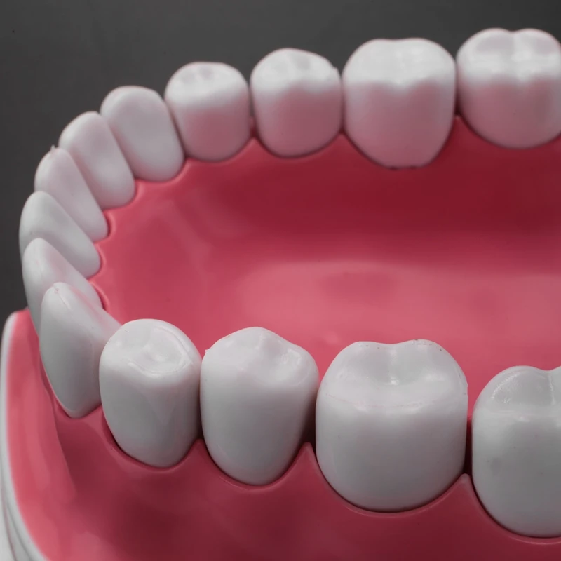 Model Brushing Flossing Practice Teeth Typodonts Mode Gingiva Visible Anatomic Demonstration