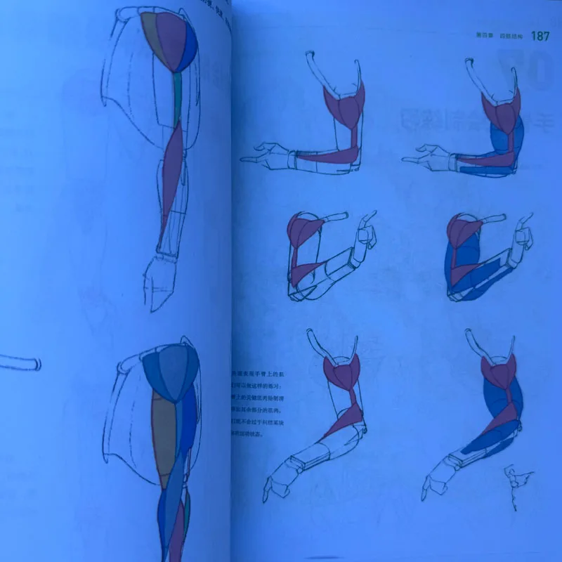 Human Anatomy For Artists Human Body Structure Principle and Painting Teaching Self-study Textbook  Art Collection Books