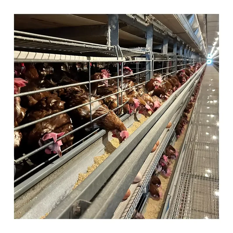 Automatic Steel Mesh Chicken Cages for Layer Chicken Farming New and Used Home Use Poultry Equipment Battery Operated