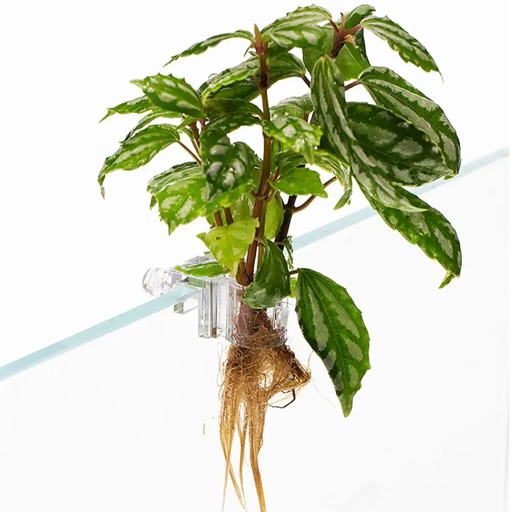 6Pcs 6Pcs PC Aquarium Plant Holder Transparent Aquarium Accessories Fish Tank Planter Mini Size Aquascape Nursery Aquarium Use