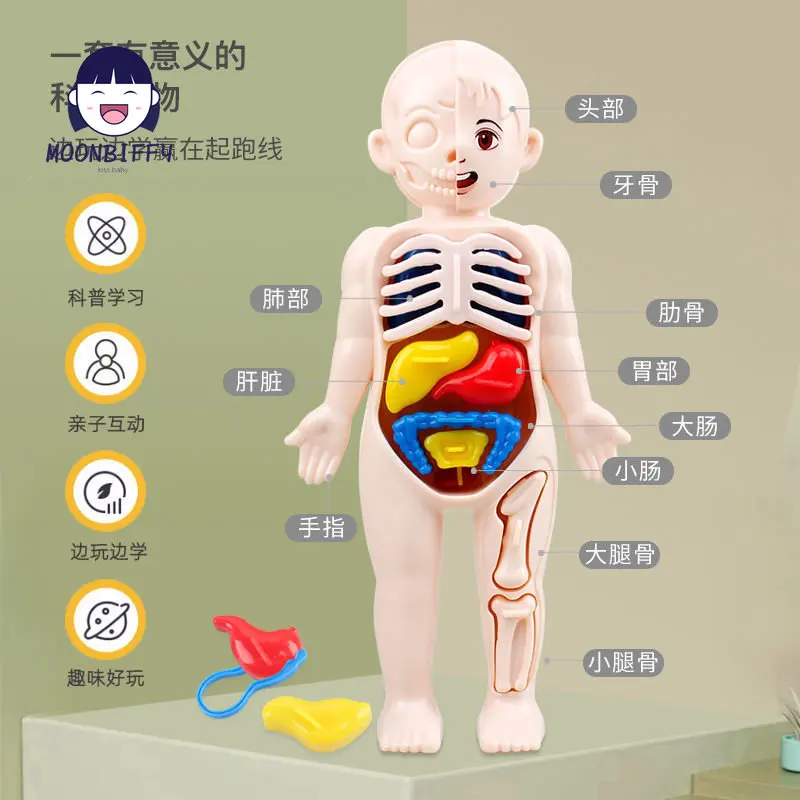 13-Piece Set Children\'s Science and Education 3D Human Body Organ Model DIY Assembled Medical Early Education Toys