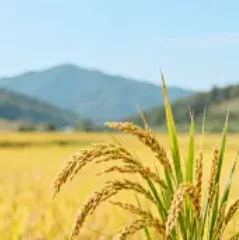 7 "شاشة أندرويد سيارة الوسائط المتعددة 2 الدين راديو لتويوتا أتمنى 2 II XE20 2009-2017 اللاسلكية Carplay أندرويد السيارات رئيس وحدة ستيريو #1