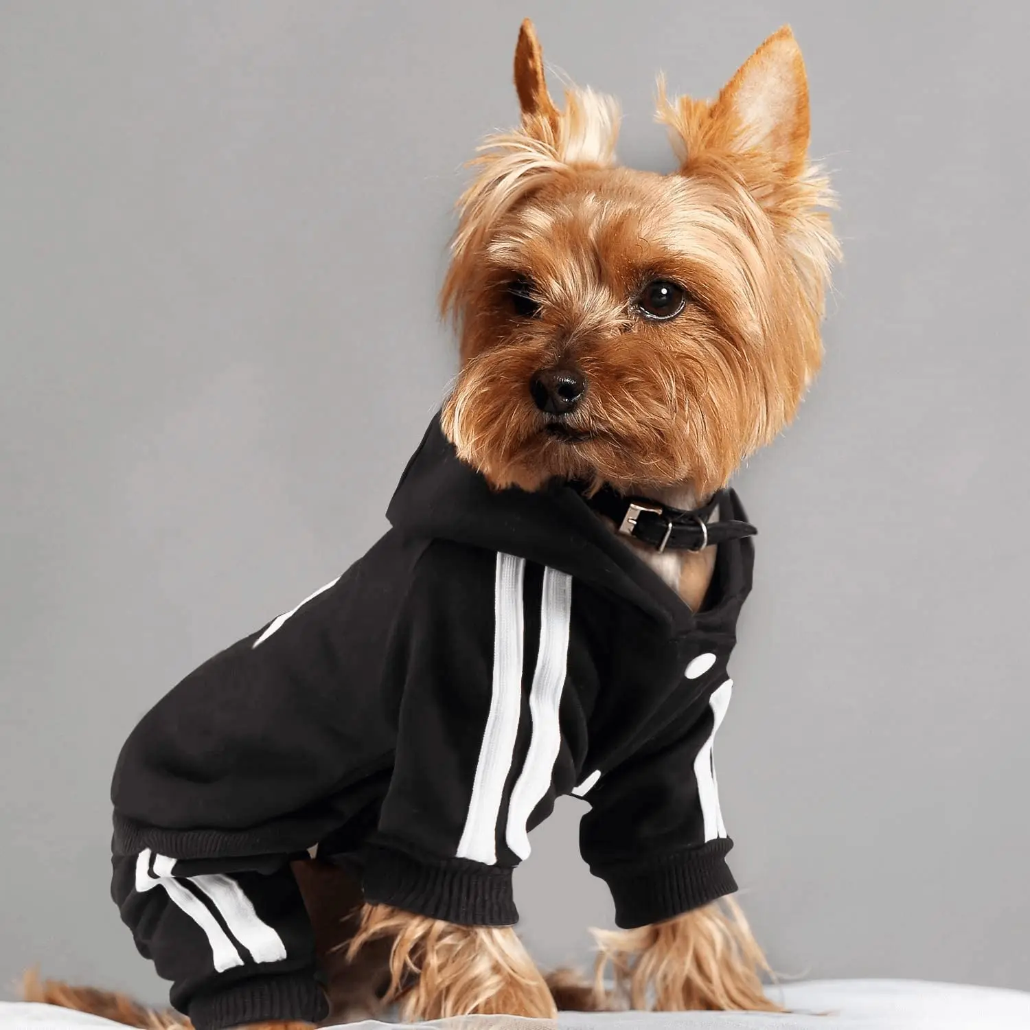 Thumbnail 3 - #3 Best Pet Apparels to Buy In 2026