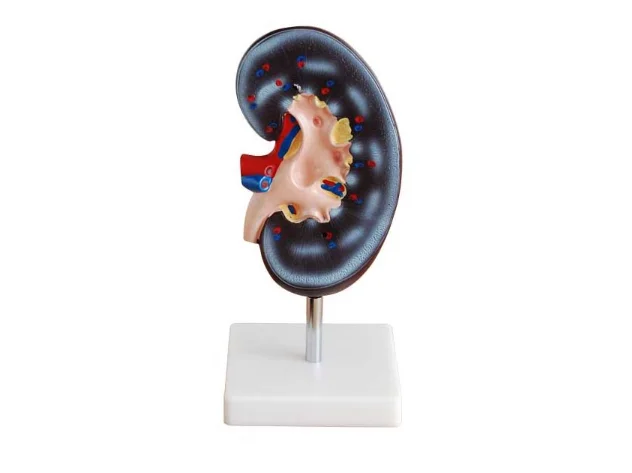 Life Size Kidney Model 2 Parts Human Anatomy Kidney Models for Medical Student