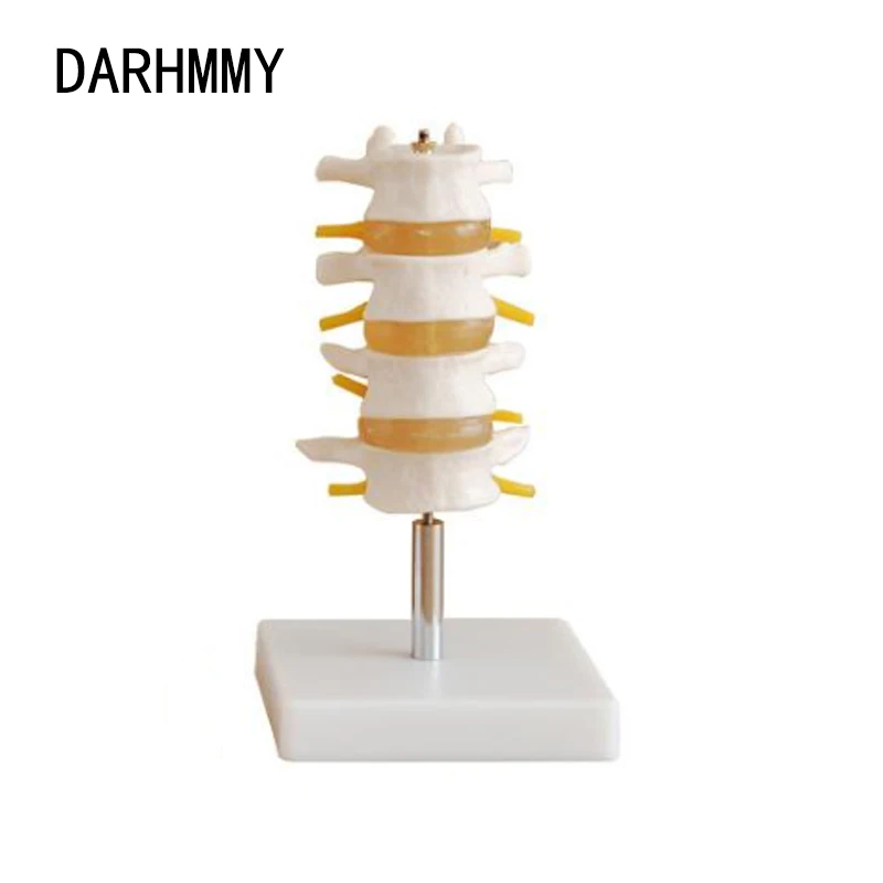 DARHMMY Lumbar Spine Model （Section 4）