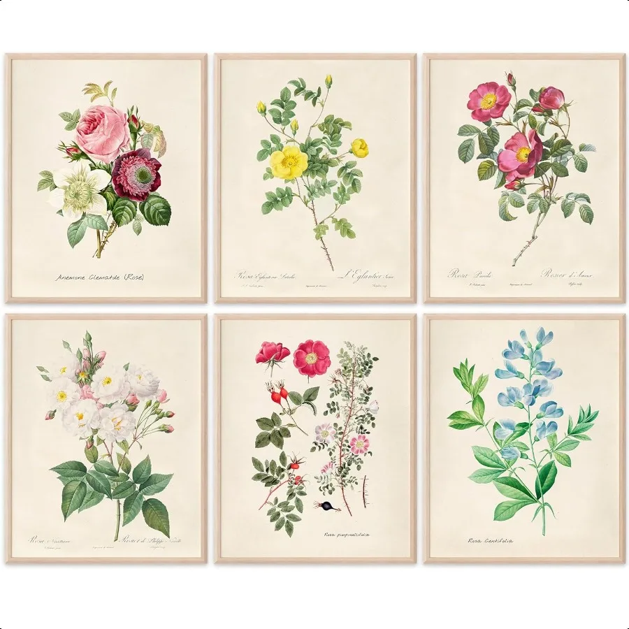 

Vintage Roses Wall Art Prints Set of 6 Unframed 8x10s Botanical Decor Vintage Sketch Prints French Country Flower Aesthetic Roo
