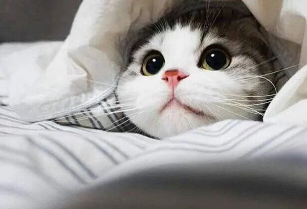 

4PCS Metal Front & Rear Shock Towers Mount for MN86 MN86S MN86K MN86KS MNG500 1/12 RC Crawler Car Upgrade Parts