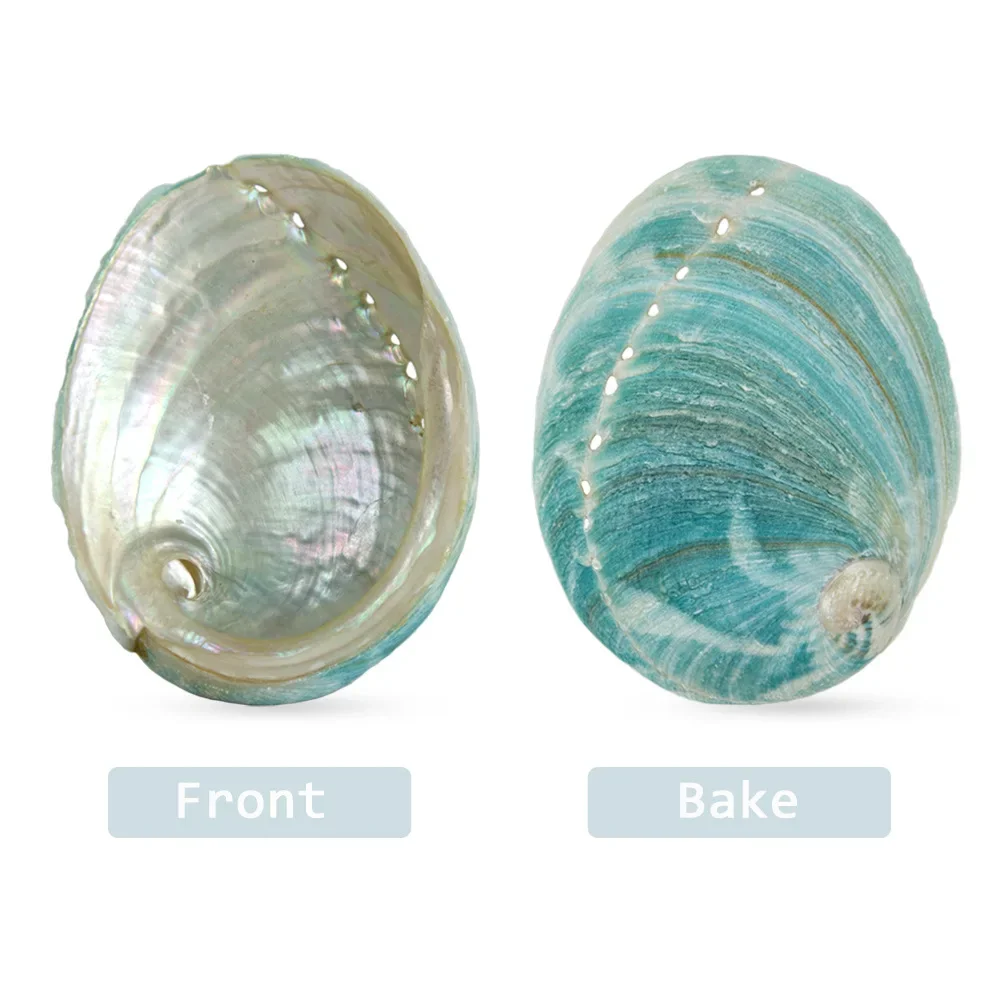 5PC Green Abalone Sea Shell Beach Craft Sea Shells,Fish Tank Aquarium Ornaments (Approx 4