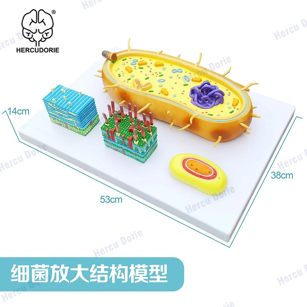 Microbial Bacterial Amplification Model, Trisection Virus Microstructure, Cell Sample, Chromosome DNA, Biomedical Model