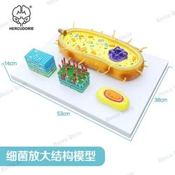 Microbial Bacterial Amplification Model, Trisection Virus Microstructure, Cell Sample, Chromosome DNA, Biomedical Model