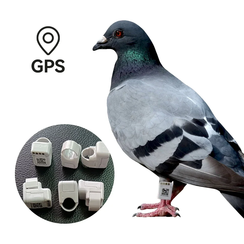 Anneaux Avec Gps Pour Real-time Positioning Pigeon Racing Training Tracker Gps Pigeon Tracking Chip Ring Small Bird Gps Tracker