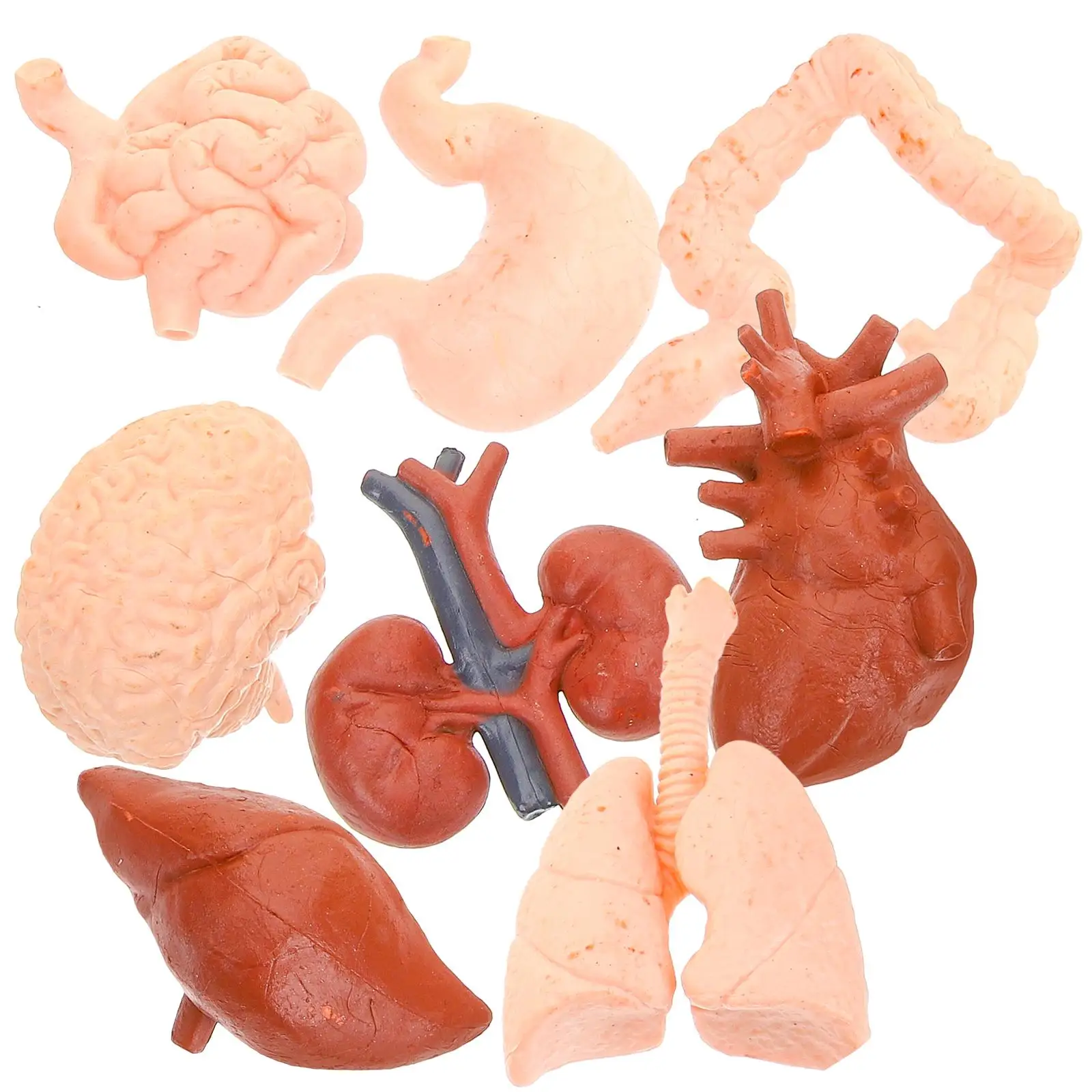 8 Pcs Human gan Model Teaching Simulation PVC Artificial Brain Stomach Liver Ear Medical Study Tool Anatomical Classroom