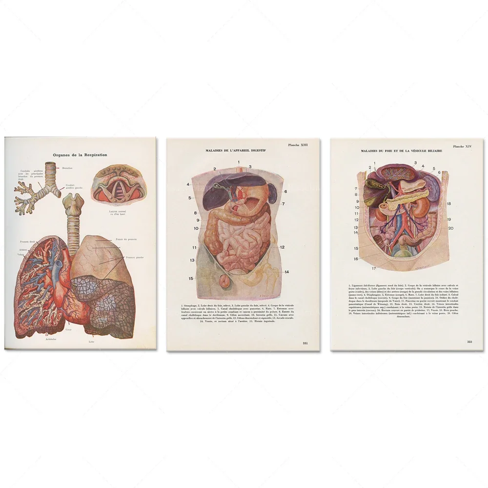 Vintage liver anatomy from 1950, small vintage digestive tract medical poster. Antique anatomical print. medical decoration gift
