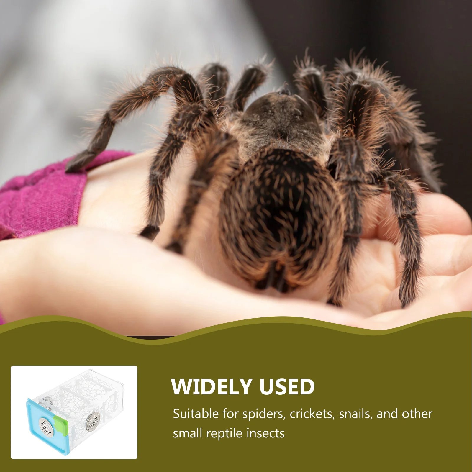 Jumping Spider Enclosure for Office Home replacement Reptile Feeding Box Micro Transparent Habitat supply for Small Reptile