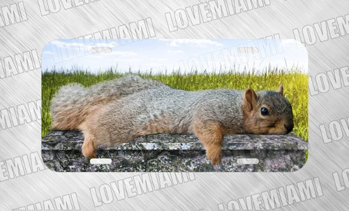 Cute Funny Squirrel Laying USA Wildlife  License Plate Auto Car Tag FREE SHIP Aluminum